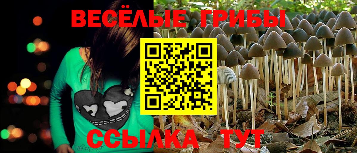 Галлюциногенные грибы Psilocybe Карпинск